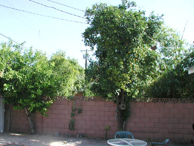 Backyard trees