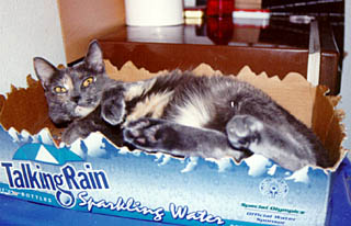 The Talking Rain box